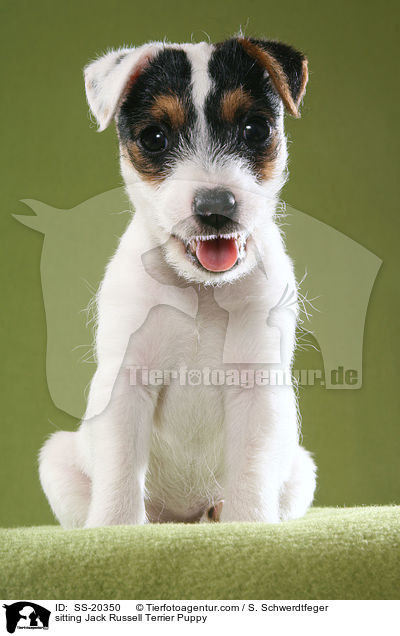 sitting Jack Russell Terrier Puppy / SS-20350