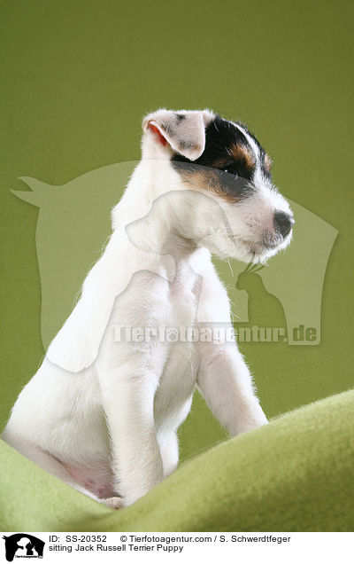 sitting Jack Russell Terrier Puppy / SS-20352