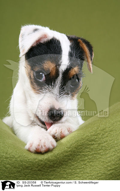 Parson Russell Terrier Welpe / Parson Russell Terrier Puppy / SS-20358