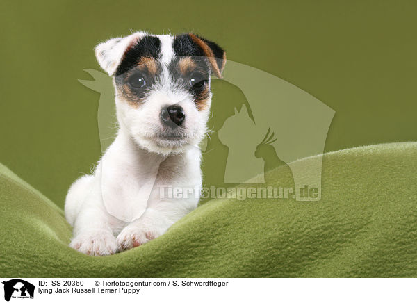 Parson Russell Terrier Welpe / Parson Russell Terrier Puppy / SS-20360