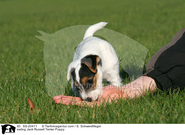 eating Jack Russell Terrier Puppy / SS-20411