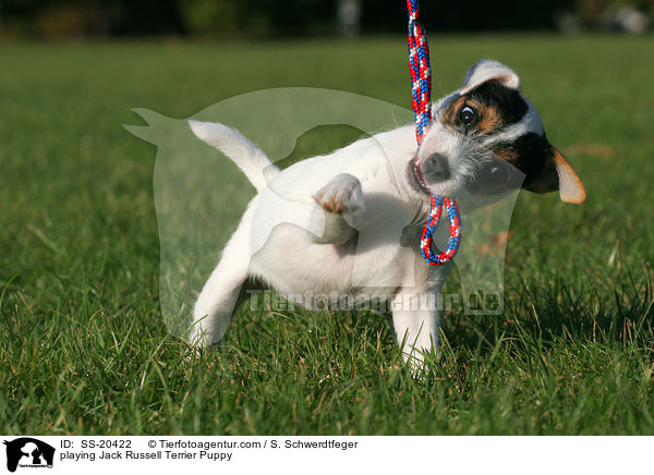 playing Jack Russell Terrier Puppy / SS-20422