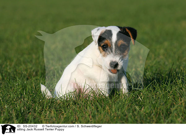Parson Russell Terrier Welpe / Parson Russell Terrier Puppy / SS-20432