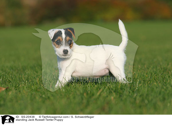 standing Jack Russell Terrier Puppy / SS-20438