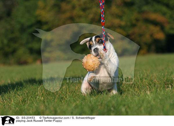 Parson Russell Terrier Welpe / Parson Russell Terrier Puppy / SS-20453