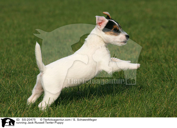 Parson Russell Terrier Welpe / Parson Russell Terrier Puppy / SS-20475