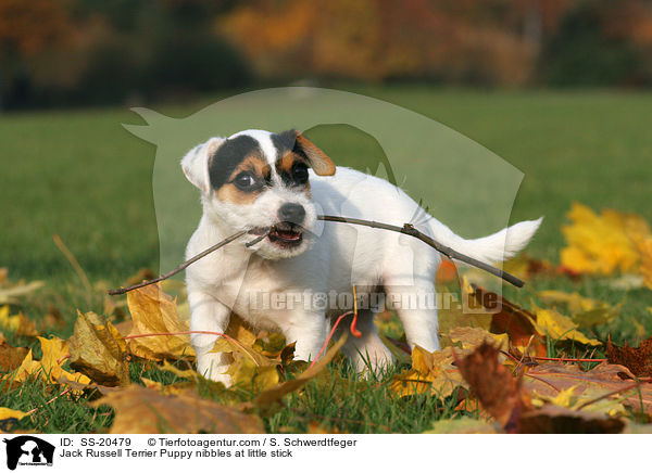 Jack Russell Terrier Puppy nibbles at little stick / SS-20479