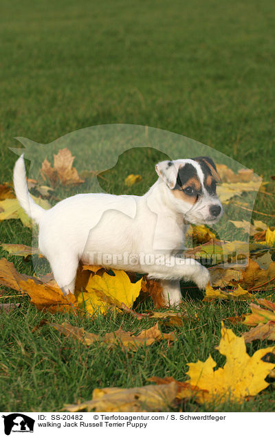 walking Jack Russell Terrier Puppy / SS-20482