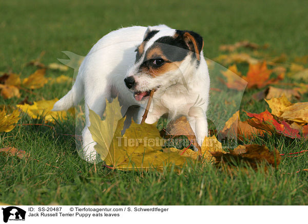 Jack Russell Terrier Puppy eats leaves / SS-20487