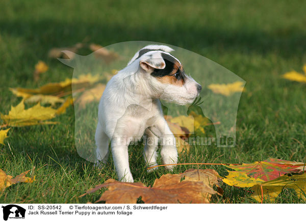 Jack Russell Terrier Puppy in autumn foliage / SS-20542