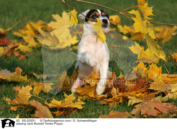 spielender Parson Russell Terrier Welpe / playing Parson Russell Terrier Puppy / SS-20551