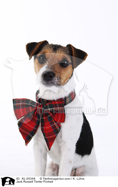 Jack Russell Terrier Portrait / Jack Russell Terrier Portrait / KL-05348