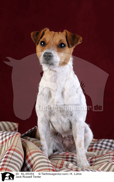 Jack Russell Terrier / Jack Russell Terrier / KL-05354