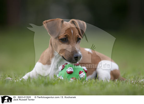 Jack Russell Terrier / SKO-01505