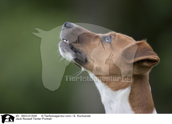 Jack Russell Terrier Portrait / SKO-01506