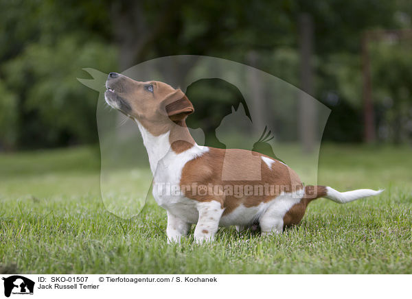 Jack Russell Terrier / SKO-01507