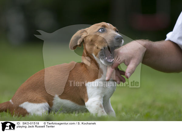 playing Jack Russell Terrier / SKO-01518