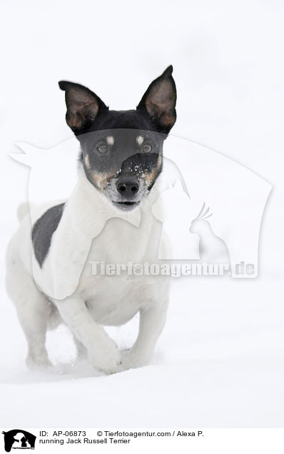 rennender Jack Russell Terrier / running Jack Russell Terrier / AP-06873