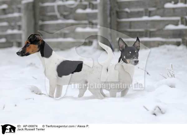 Jack Russell Terrier / AP-06874