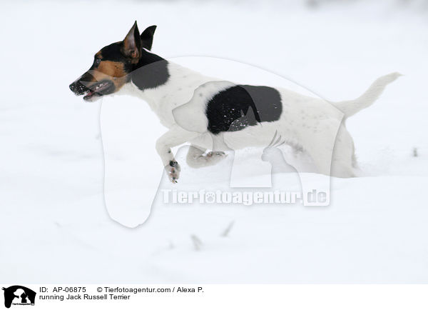 rennender Jack Russell Terrier / running Jack Russell Terrier / AP-06875