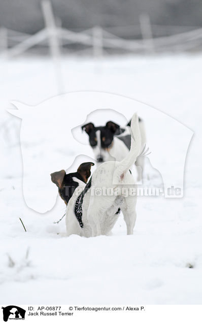 Jack Russell Terrier / Jack Russell Terrier / AP-06877