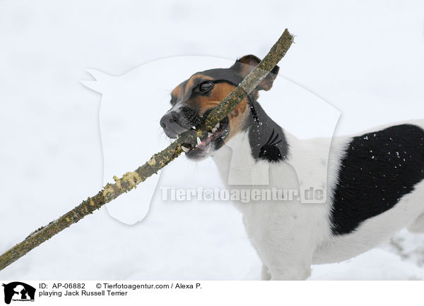 playing Jack Russell Terrier / AP-06882