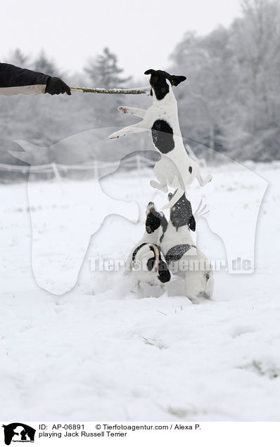 playing Jack Russell Terrier / AP-06891