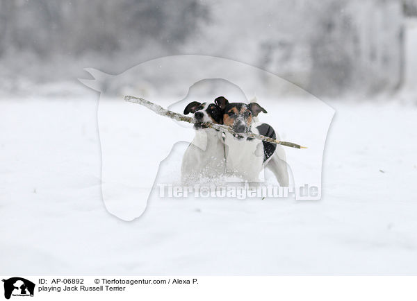 playing Jack Russell Terrier / AP-06892