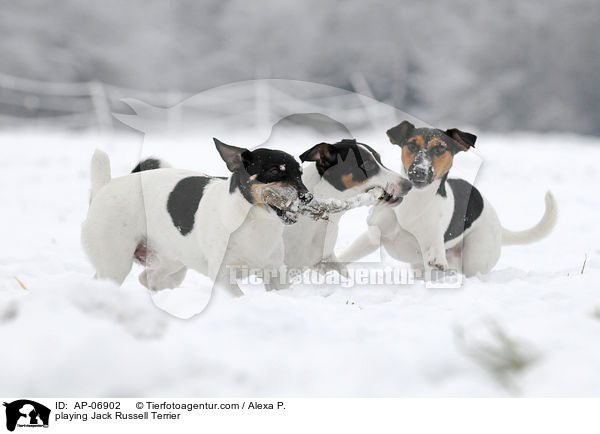 playing Jack Russell Terrier / AP-06902