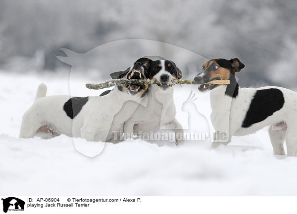 playing Jack Russell Terrier / AP-06904