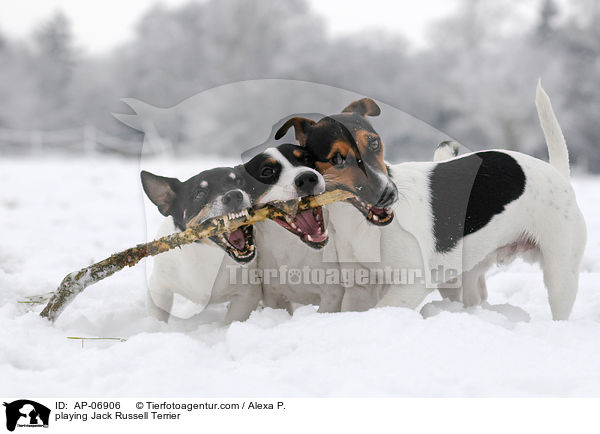 playing Jack Russell Terrier / AP-06906