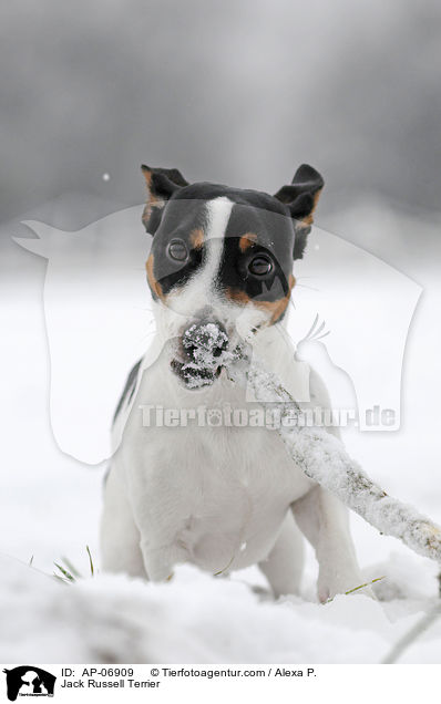 Jack Russell Terrier / AP-06909