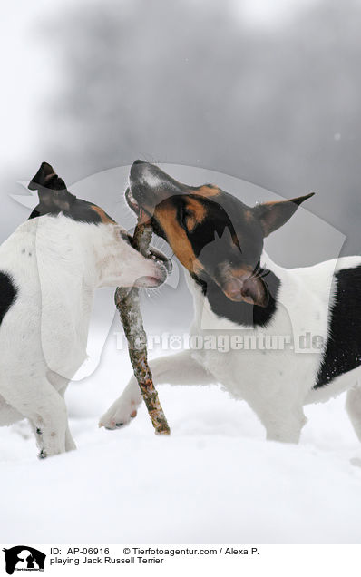 spielende Jack Russell Terrier / playing Jack Russell Terrier / AP-06916