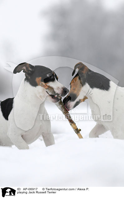 spielende Jack Russell Terrier / playing Jack Russell Terrier / AP-06917