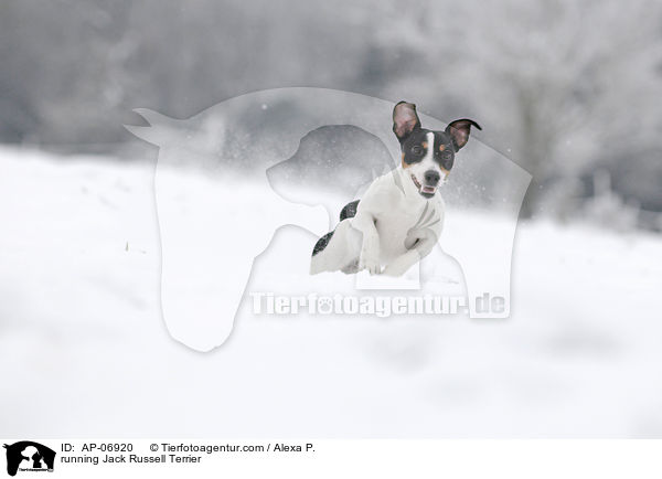 running Jack Russell Terrier / AP-06920