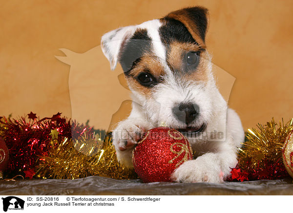 young Jack Russell Terrier at christmas / SS-20816