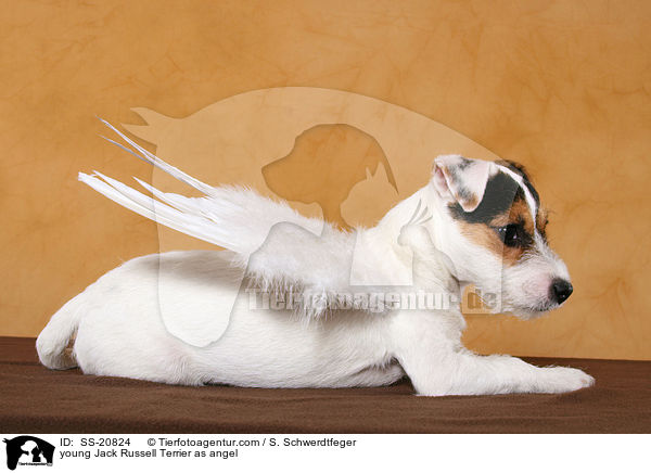 junger Parson Russell Terrier als Engel / young Parson Russell Terrier as angel / SS-20824