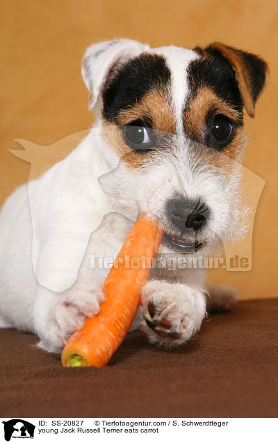 junger Parson Russell Terrier frisst Karotte / young Parson Russell Terrier eats carrot / SS-20827