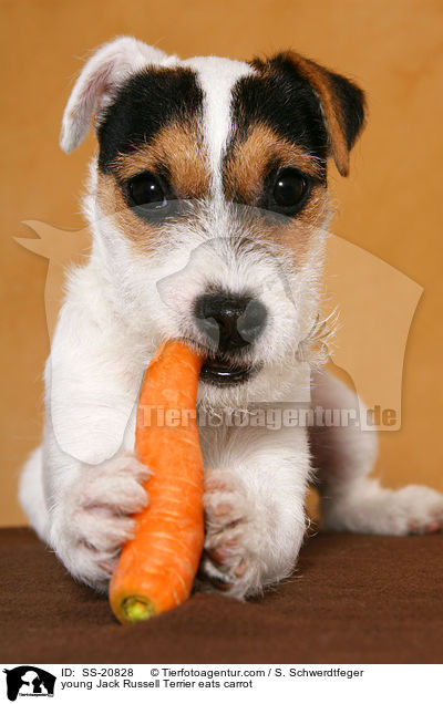 junger Parson Russell Terrier frisst Karotte / young Parson Russell Terrier eats carrot / SS-20828