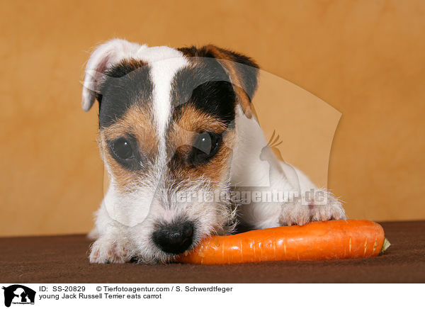 junger Parson Russell Terrier frisst Karotte / young Parson Russell Terrier eats carrot / SS-20829