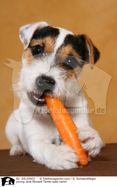 junger Parson Russell Terrier frisst Karotte / young Parson Russell Terrier eats carrot / SS-20831