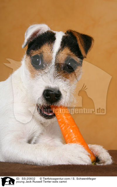 junger Parson Russell Terrier frisst Karotte / young Parson Russell Terrier eats carrot / SS-20832