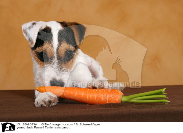 junger Parson Russell Terrier frisst Karotte / young Parson Russell Terrier eats carrot / SS-20834