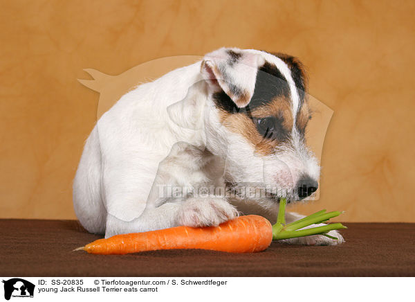 junger Parson Russell Terrier frisst Karotte / young Parson Russell Terrier eats carrot / SS-20835