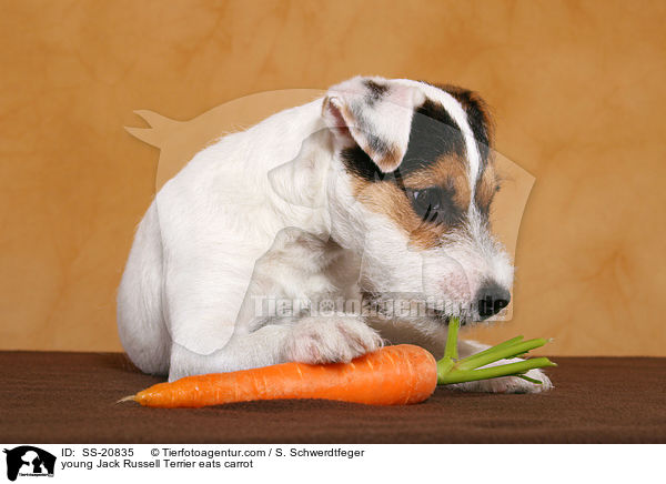 young Jack Russell Terrier eats carrot / SS-20835