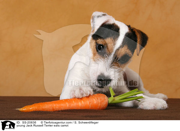 junger Parson Russell Terrier frisst Karotte / young Parson Russell Terrier eats carrot / SS-20836
