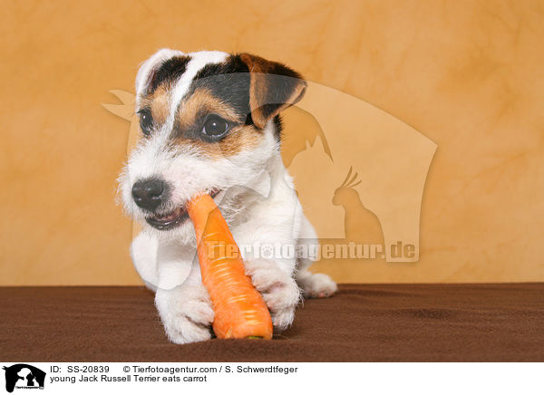 junger Parson Russell Terrier frisst Karotte / young Parson Russell Terrier eats carrot / SS-20839