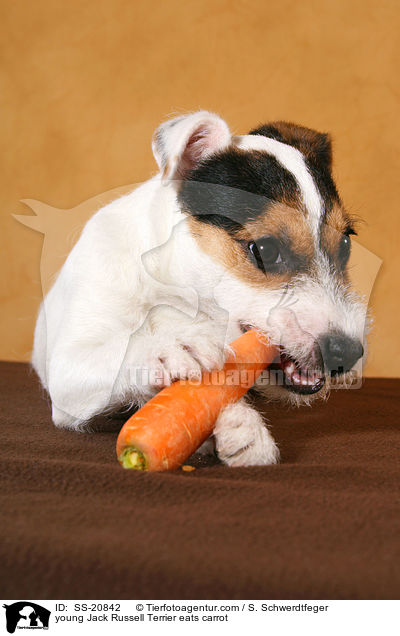 junger Parson Russell Terrier frisst Karotte / young Parson Russell Terrier eats carrot / SS-20842