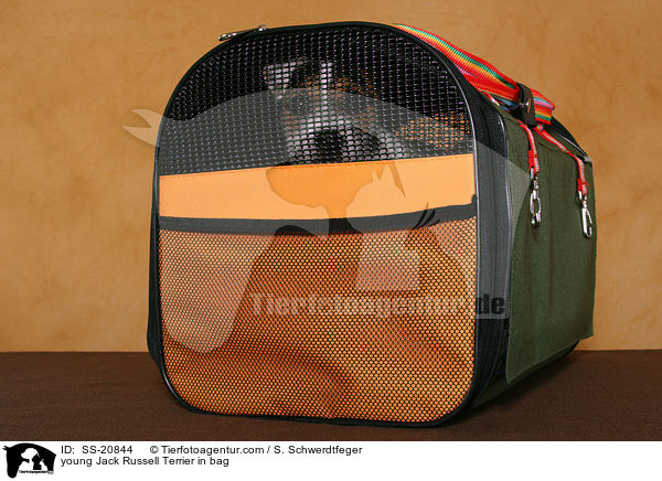 young Jack Russell Terrier in bag / SS-20844