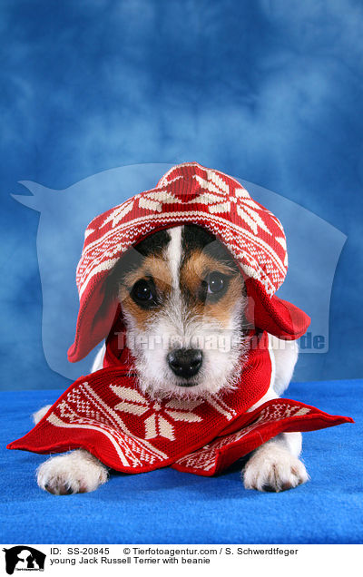 young Jack Russell Terrier with beanie / SS-20845